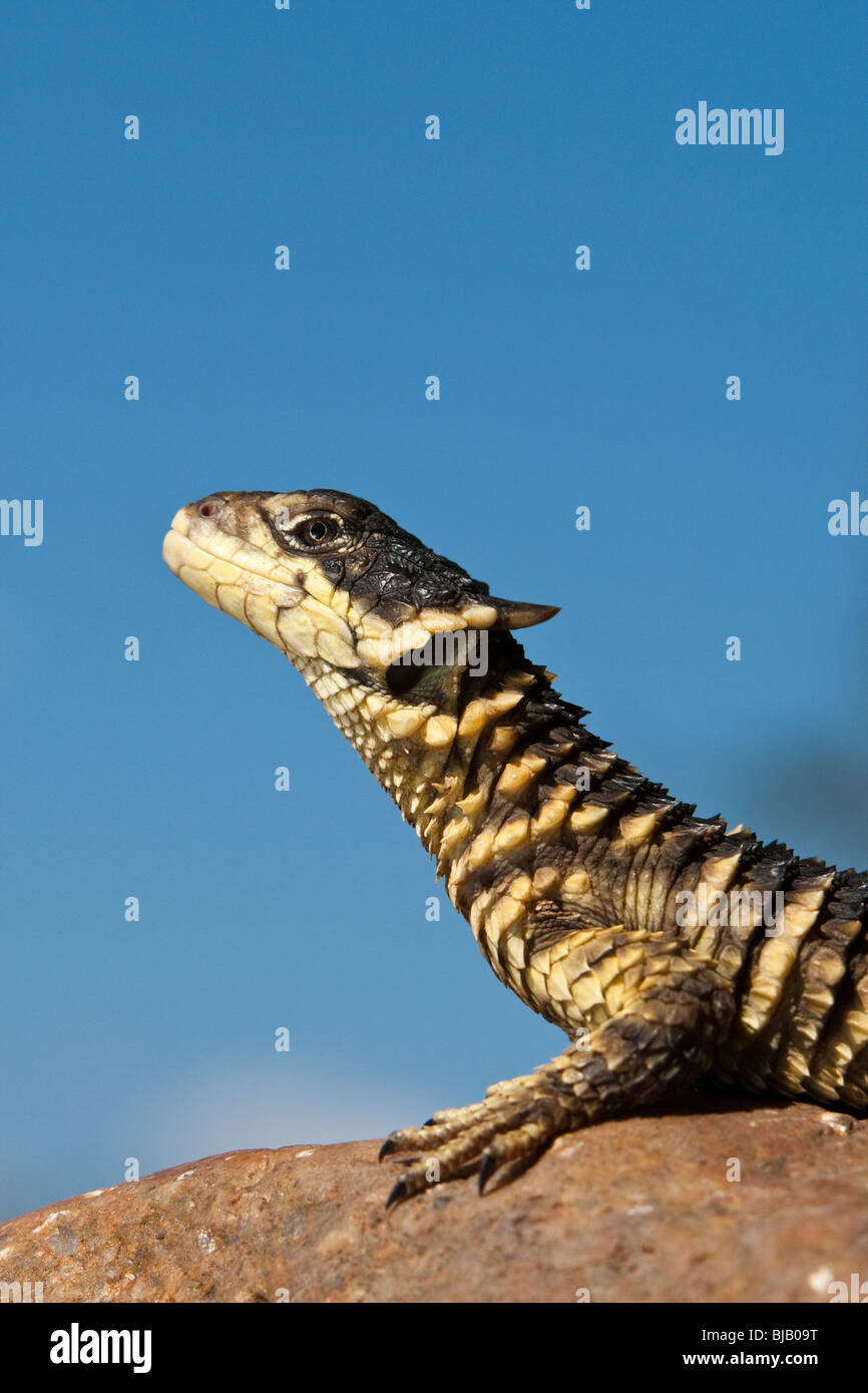 Sungazer lizard (Cordylus giganteus) est assis sur un rocher à la recherche vers le haut dans un ciel bleu. Banque D'Images