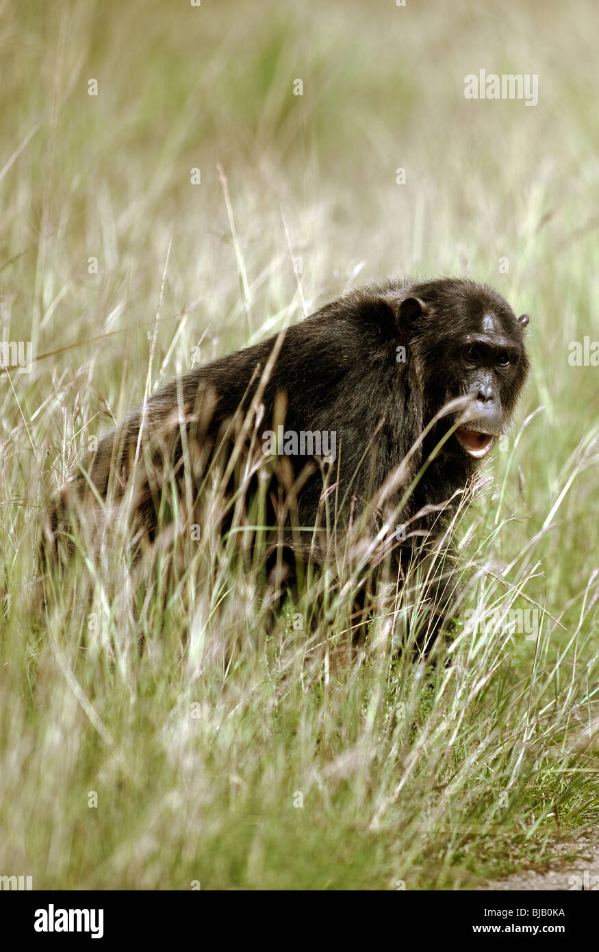 Brutus, alpha-mâle de la troupe de Kyambura, traversant la savane à l'extérieur de la gorge d'atteindre un figuier fructification. Banque D'Images