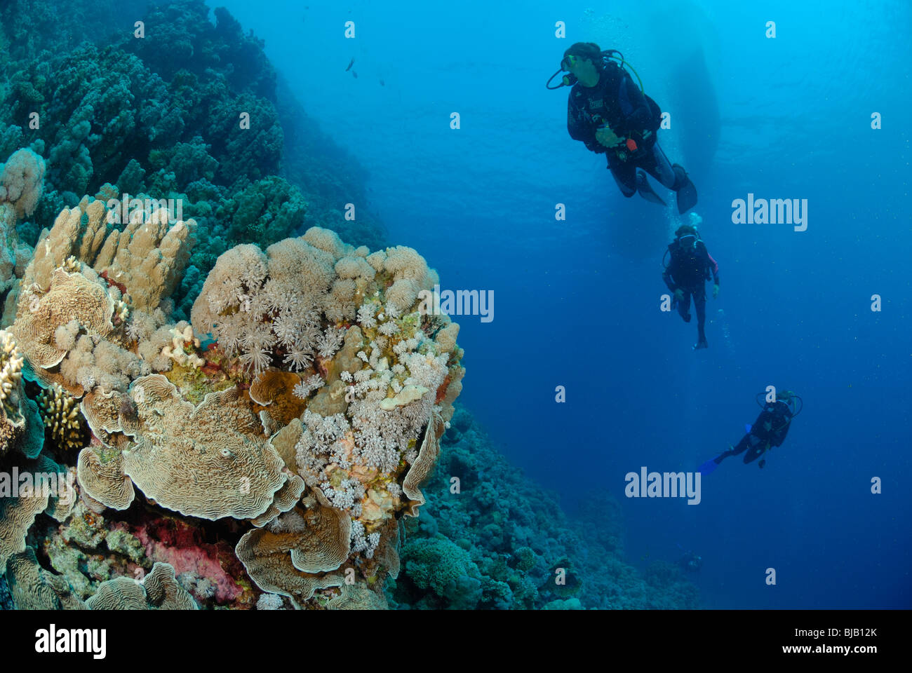 Les amateurs de plongée sous-marine natation sur une tête de récifs coralliens dans la Mer Rouge Banque D'Images