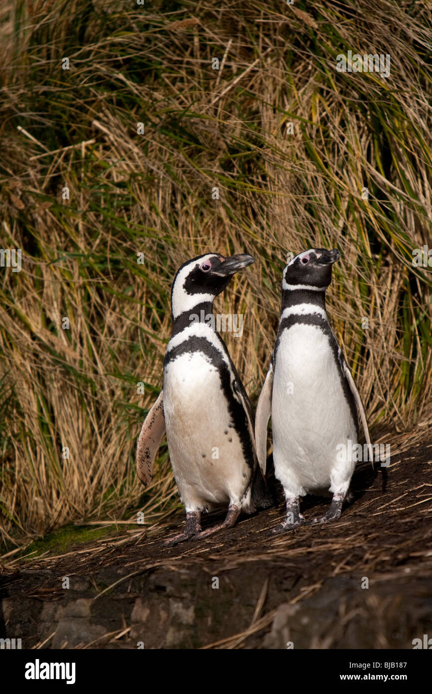 Magellanic Penguin Spheniscus magellanicus Magellanpinguin Jackass Sea Lion Island Iles Falkland Banque D'Images