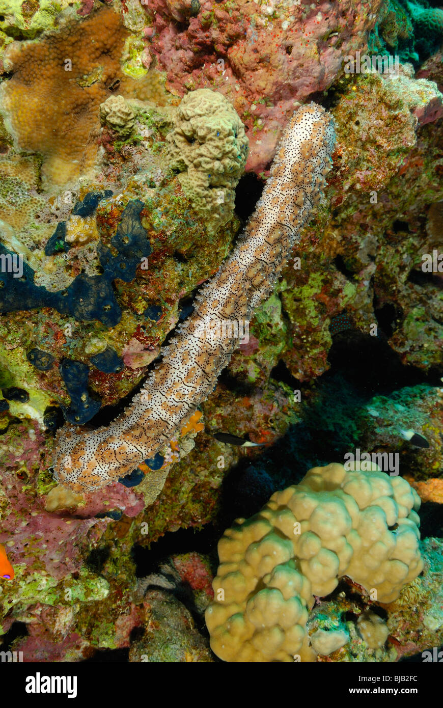 Holothurie dans la mer Rouge, au large de Safaga, Egypte Banque D'Images