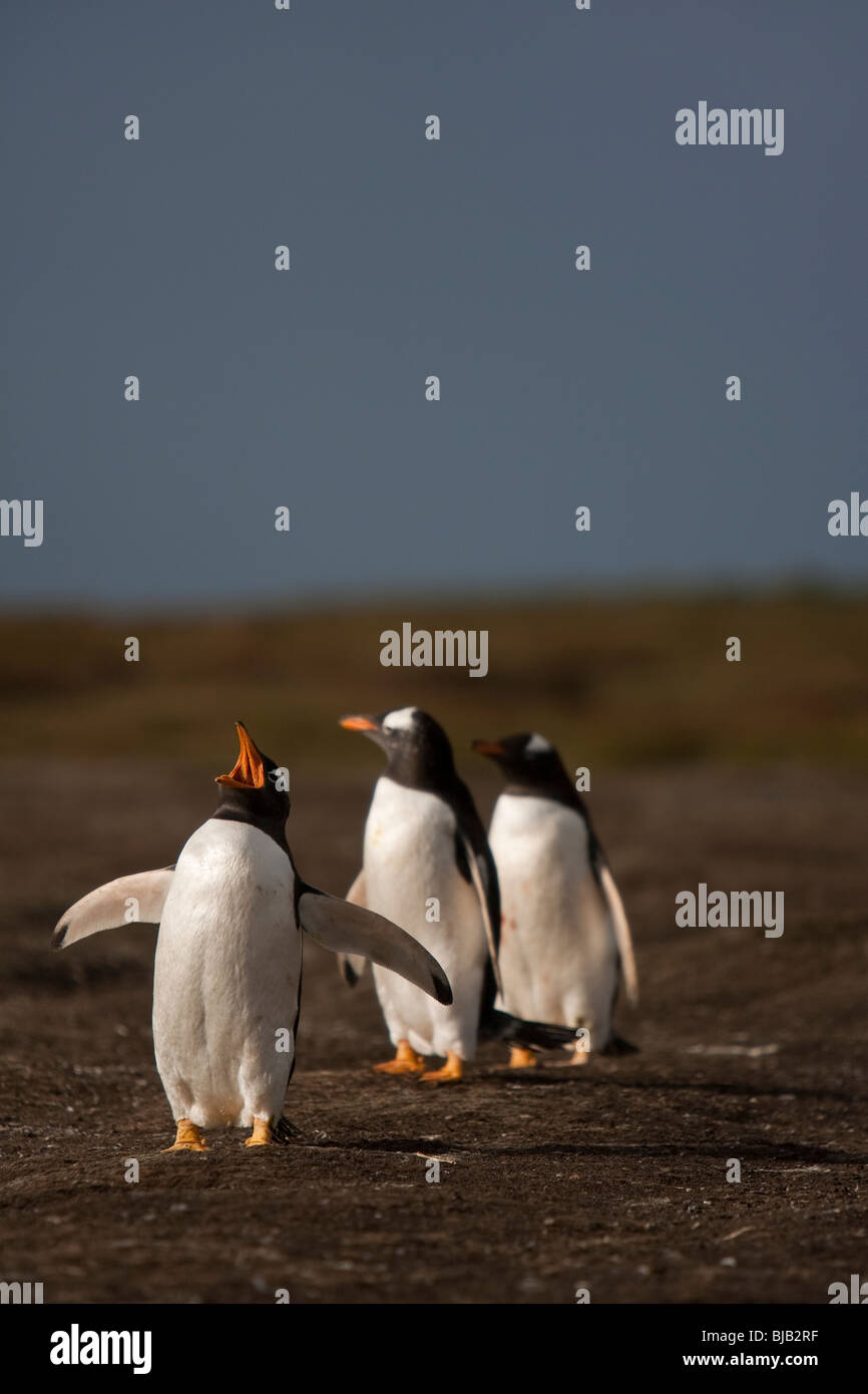 Gentoo pingouin Pygoscelis papua Eselpinguin Sea Lion Island Iles Falkland penguin appelant Banque D'Images