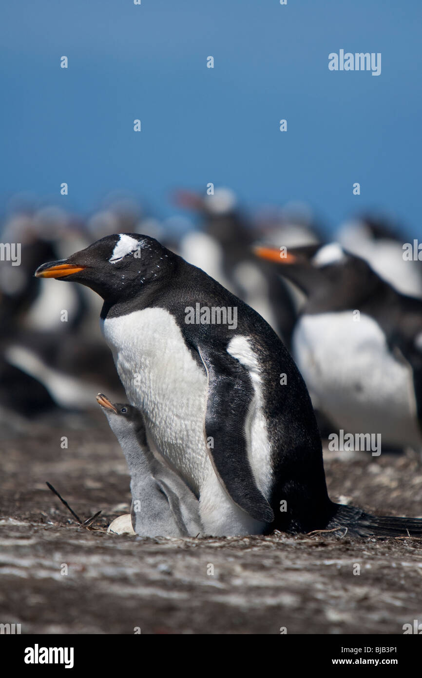 Gentoo pingouin Pygoscelis papua Eselpinguin Sea Lion Island Iles Falkland adulte avec des oeufs et des poussins Banque D'Images