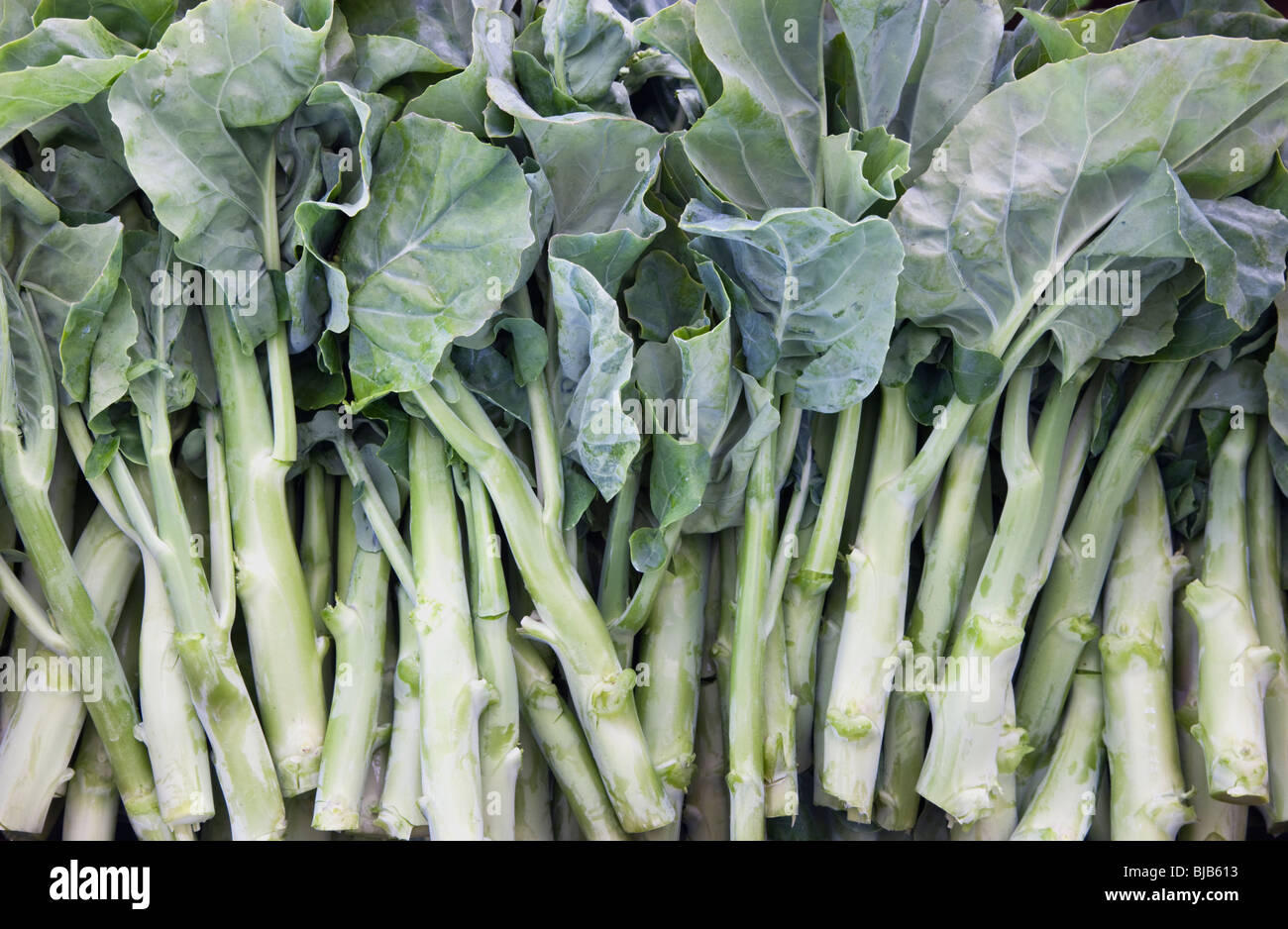 Gai Lan, légumes chinois 'Brassica oleracea' . Banque D'Images