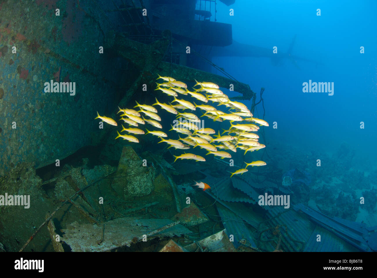 L'École de l'albacore goatfishes autour du Salem Express wreck Banque D'Images