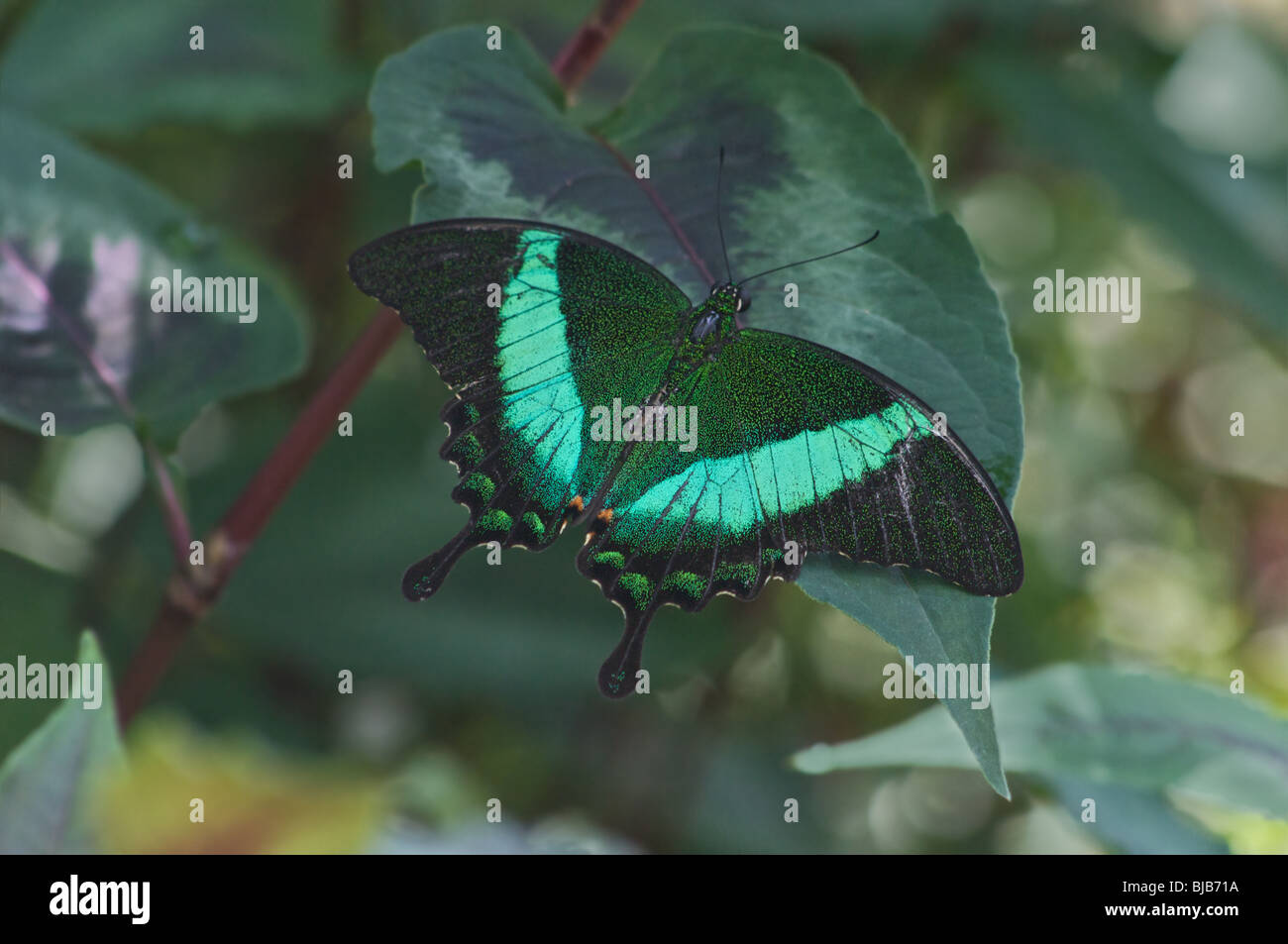 Machaon émeraude Banque D'Images