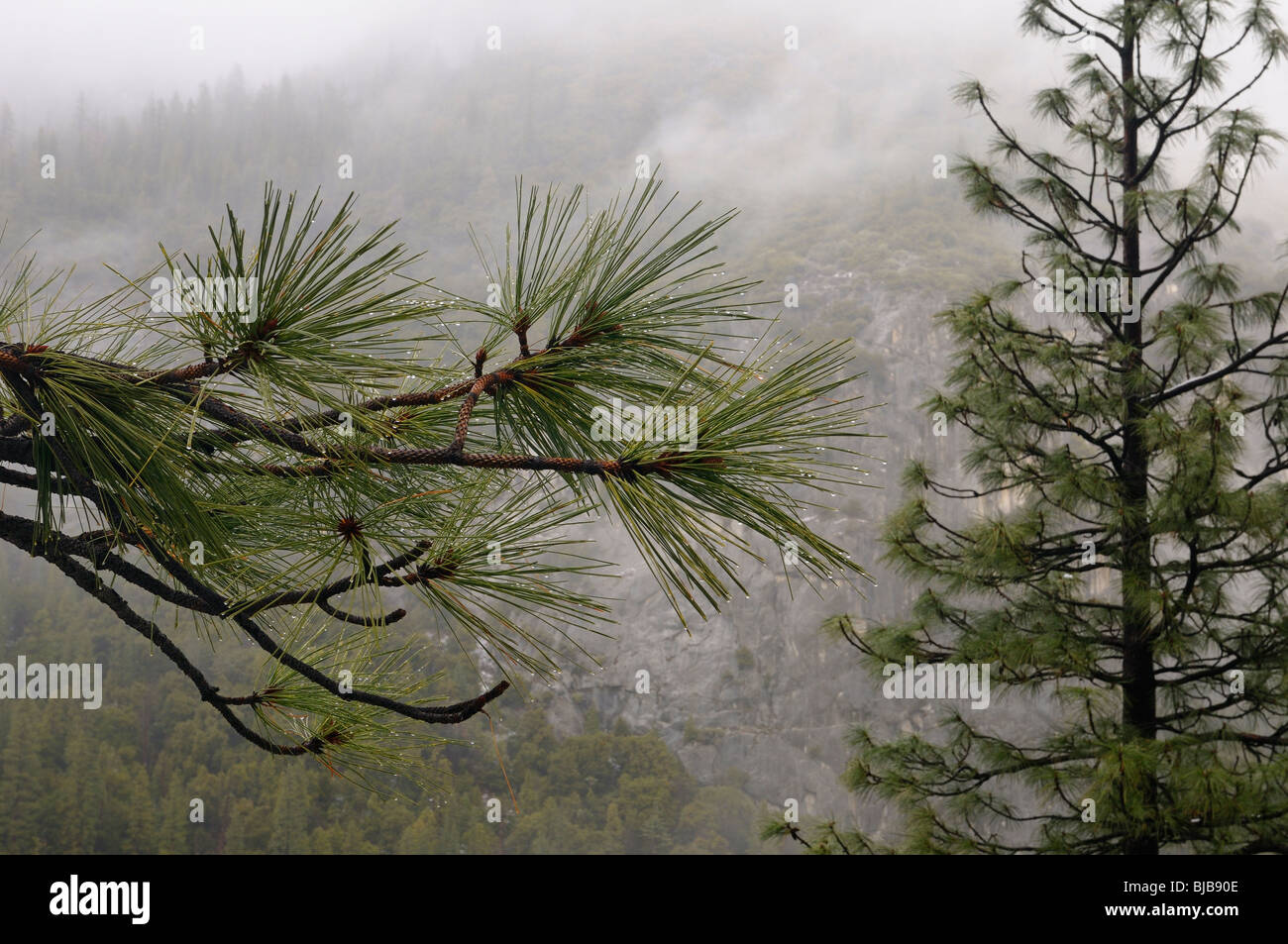 Close up de gouttelettes d'eau sur les aiguilles de pin, du côté de la montagne à travers la vallée Yosemite Banque D'Images