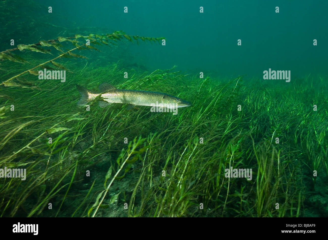 Le grand brochet sous l'eau dans le fleuve Saint-Laurent au Canada Banque D'Images