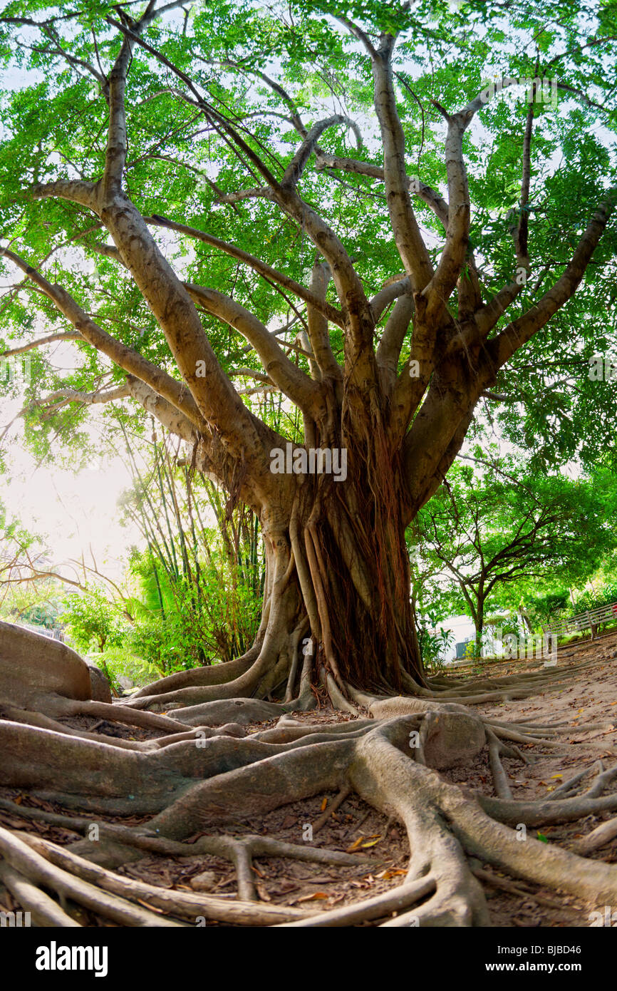 Arbre tropical Banque D'Images