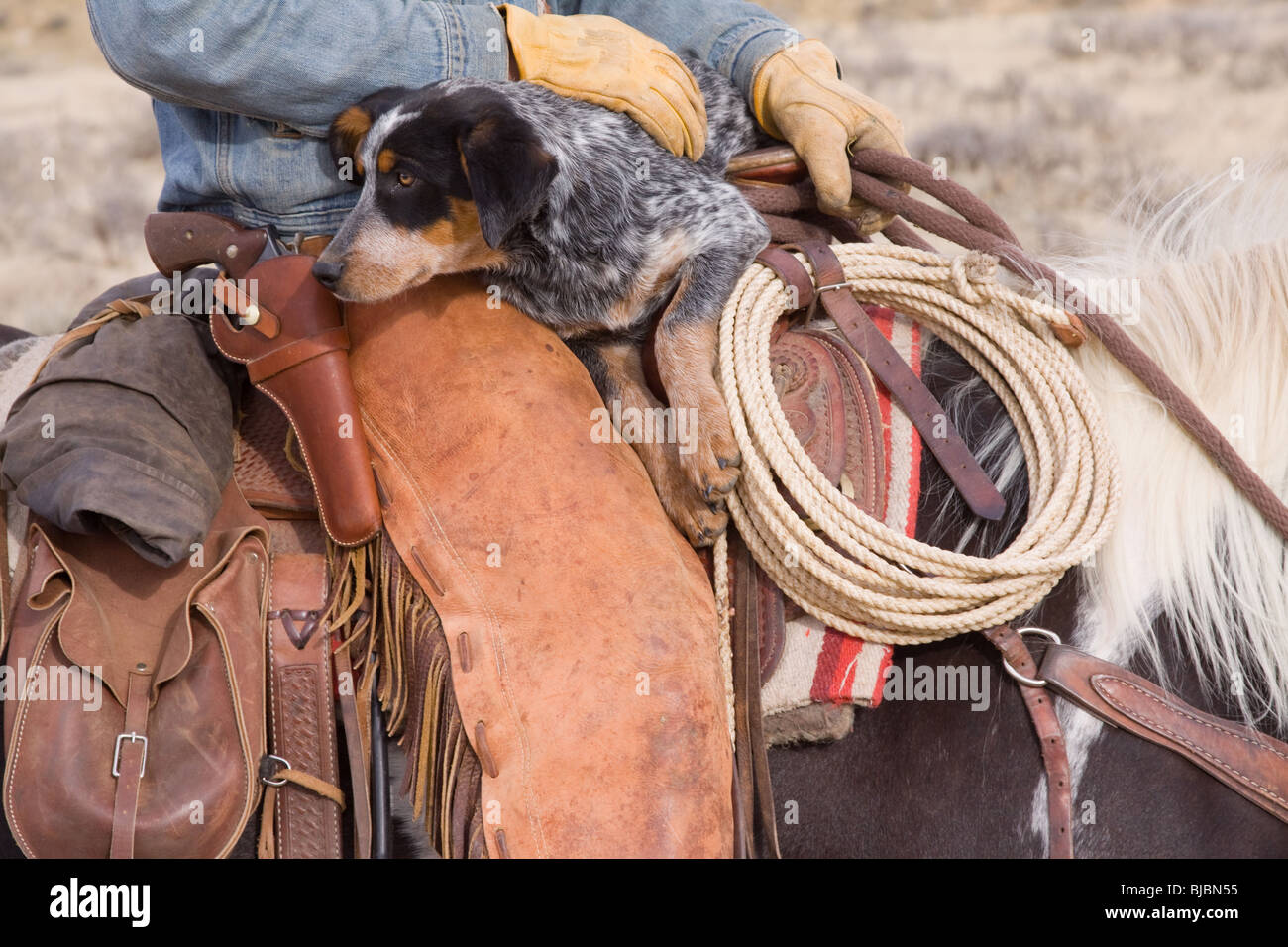 L'attelage de chiens une balade à cheval du cow-boy Banque D'Images