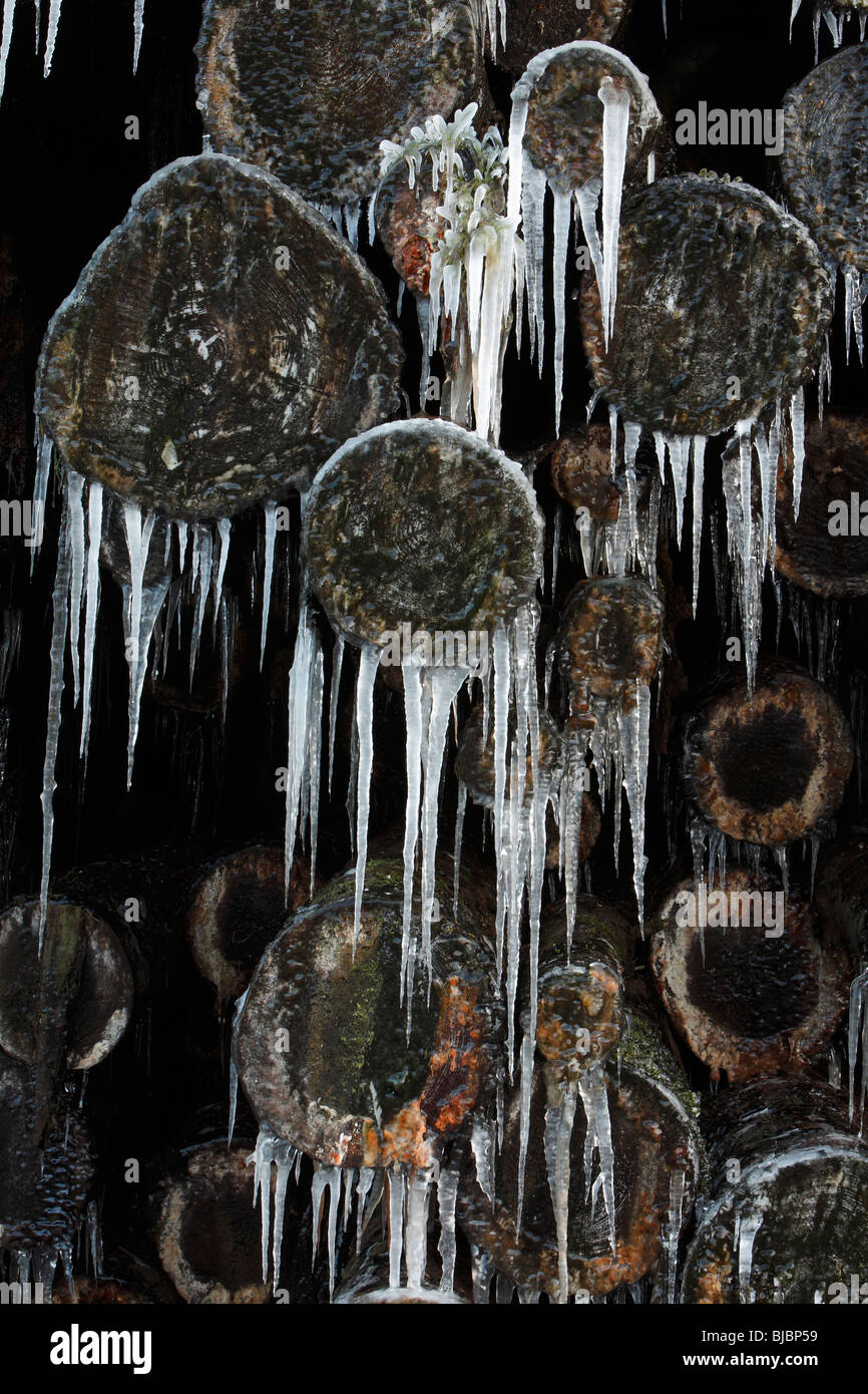 La Pluie de glace, les glaçons sur log pile, après la chute de température soudaine en hiver, Allemagne Banque D'Images