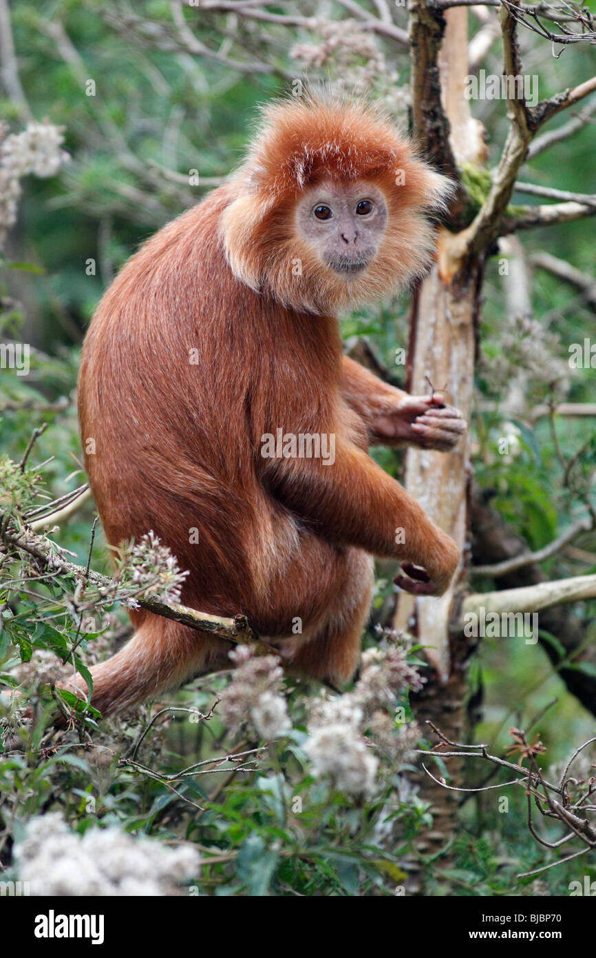 Leaf Monkey/Prebytis langur de Java (auratus) - sitting on branch Banque D'Images