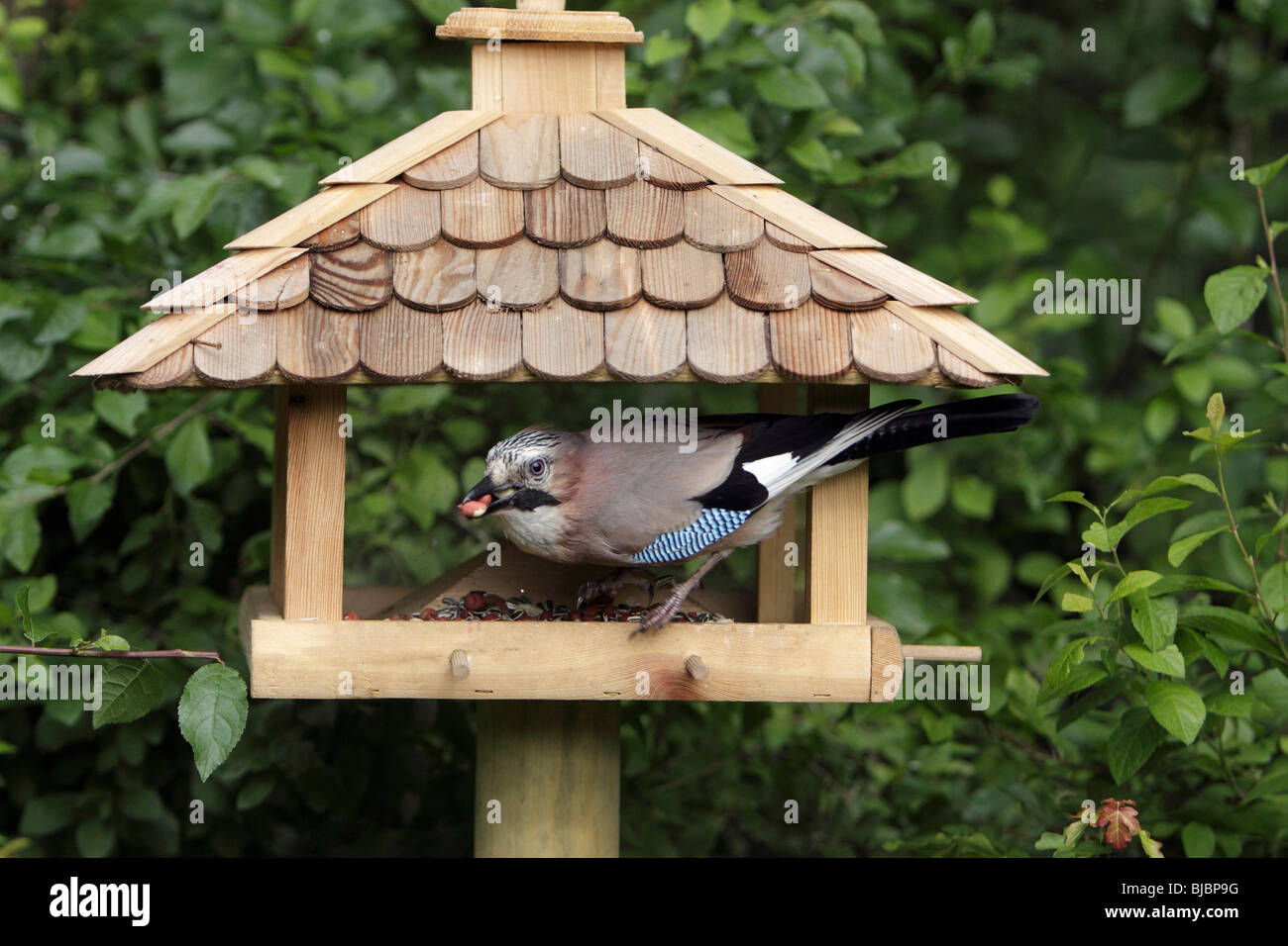 Jay (Garrulus glandarius), à nourrir les oiseaux, Allemagne Banque D'Images