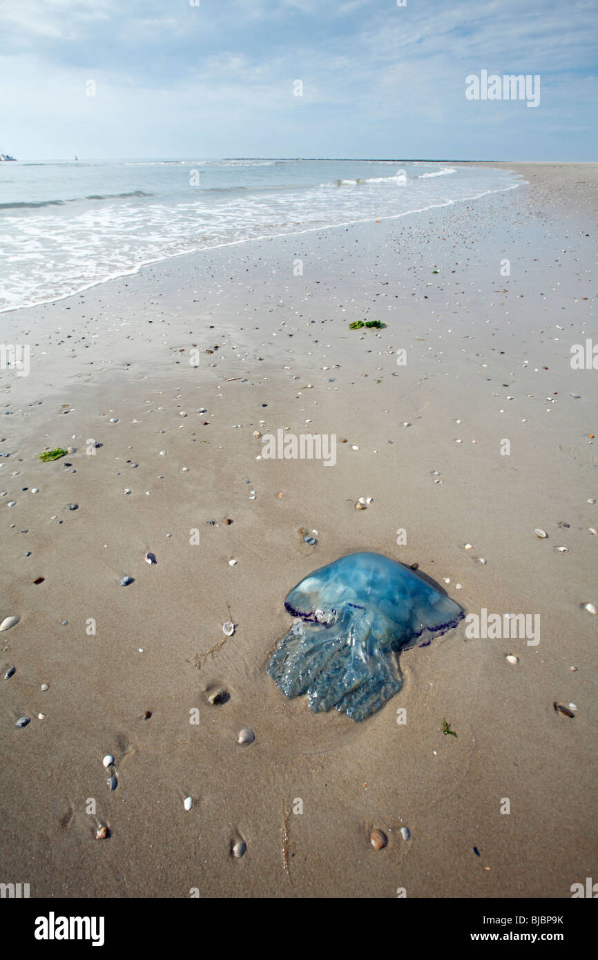 Méduses bleues échouées sur la plage, l'île de Texel, Hollande Banque D'Images