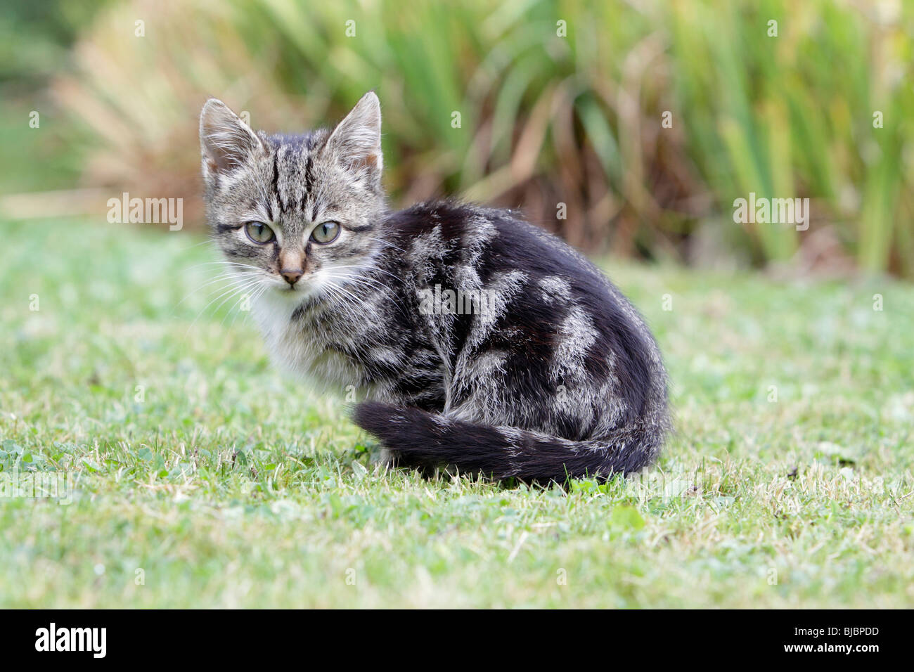 Chat, jeune chaton rayé gris en jardin Banque D'Images
