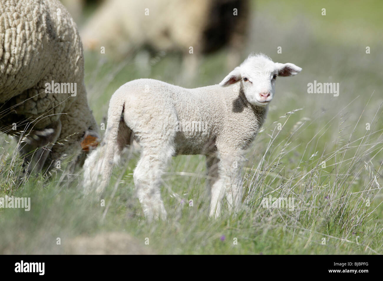 Merino agneau (Ovis ammon aries), le pré, Portugal Banque D'Images