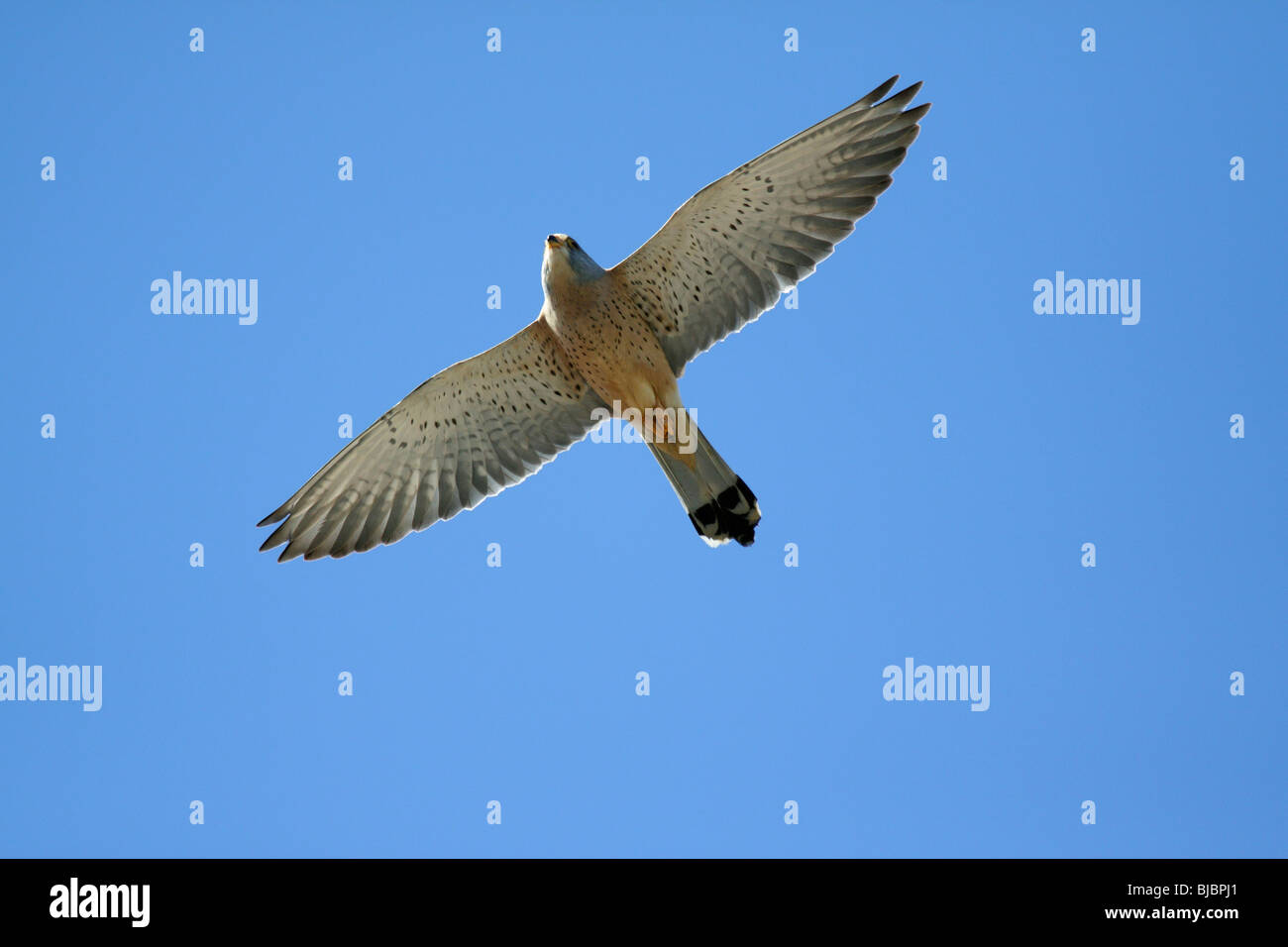 Faucon crécerellette (Falco naumanni), homme en vol, l'Estrémadure, Espagne Banque D'Images
