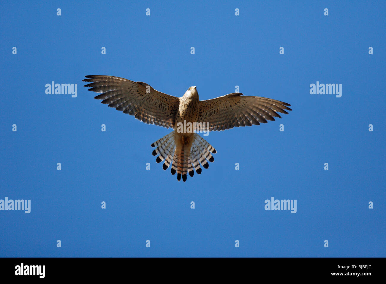 Faucon crécerellette (Falco naumanni), femme en vol, l'Estrémadure, Espagne Banque D'Images