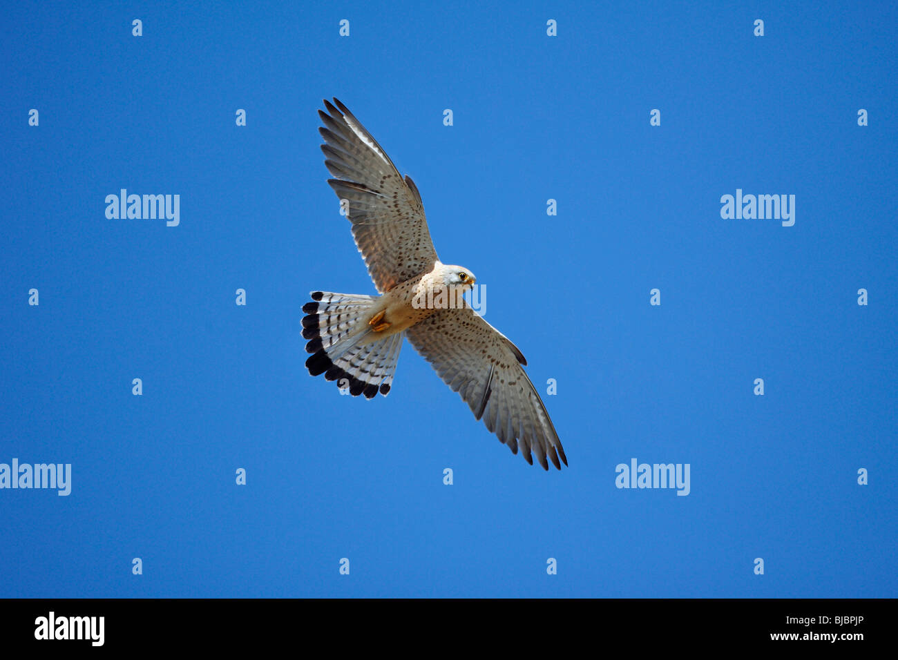 Faucon crécerellette (Falco naumanni), homme en vol, l'Estrémadure, Espagne Banque D'Images