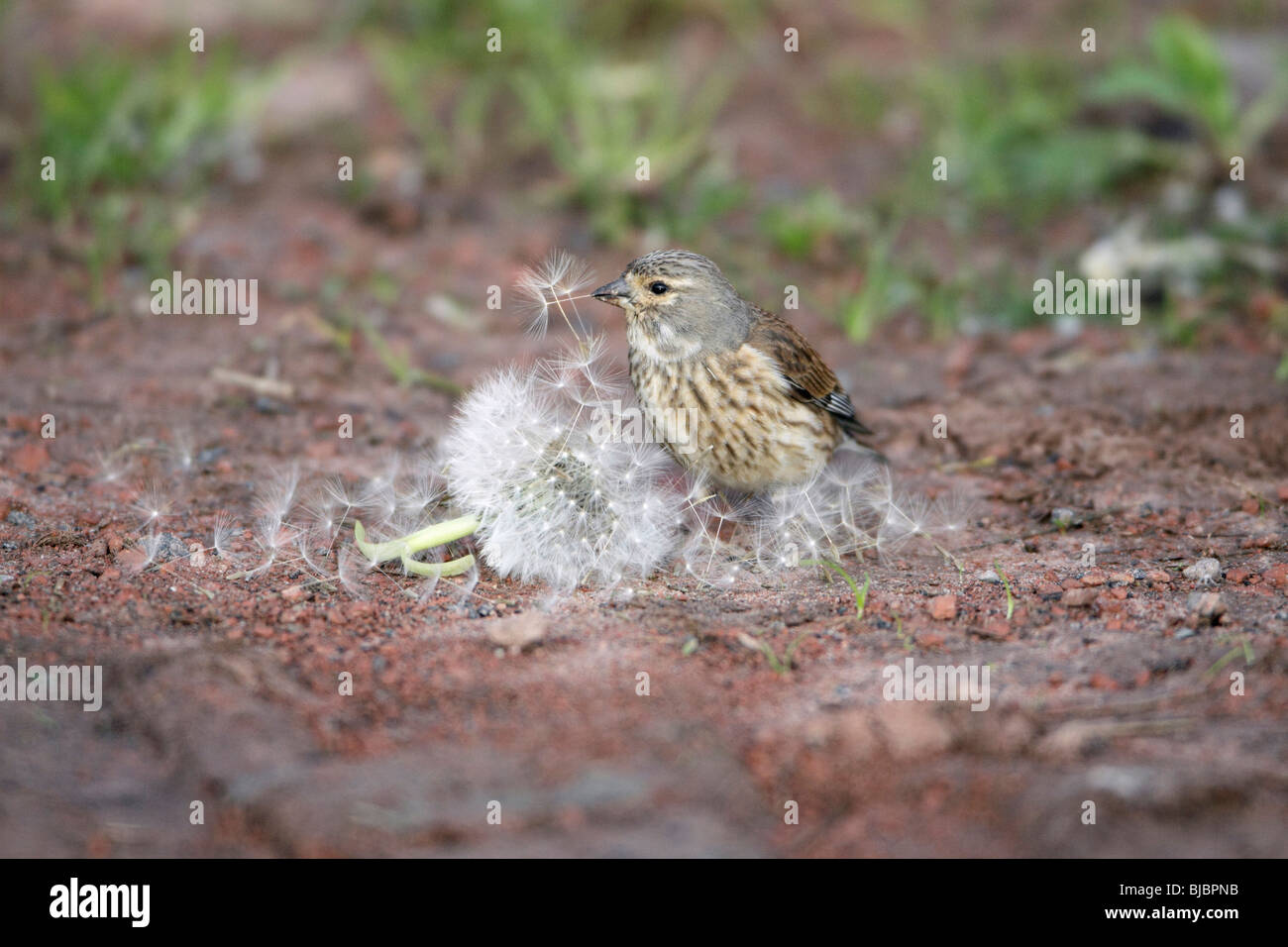 (Acanthis cannabina Linnet), femelle se nourrissant de graines de pissenlit, Allemagne Banque D'Images