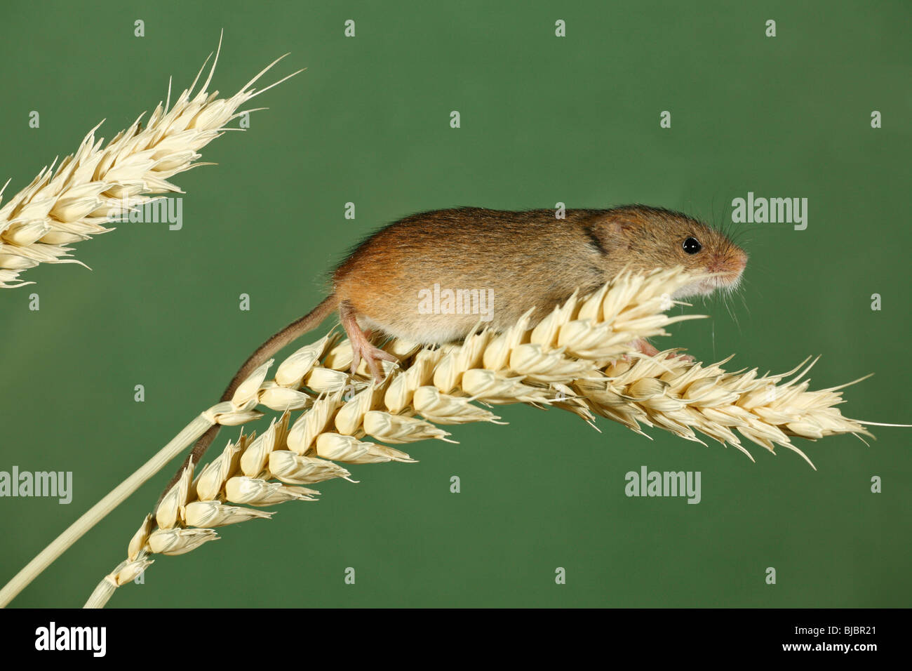 Micromys minutus (Souris), de grimper entre les tiges du blé Banque D'Images