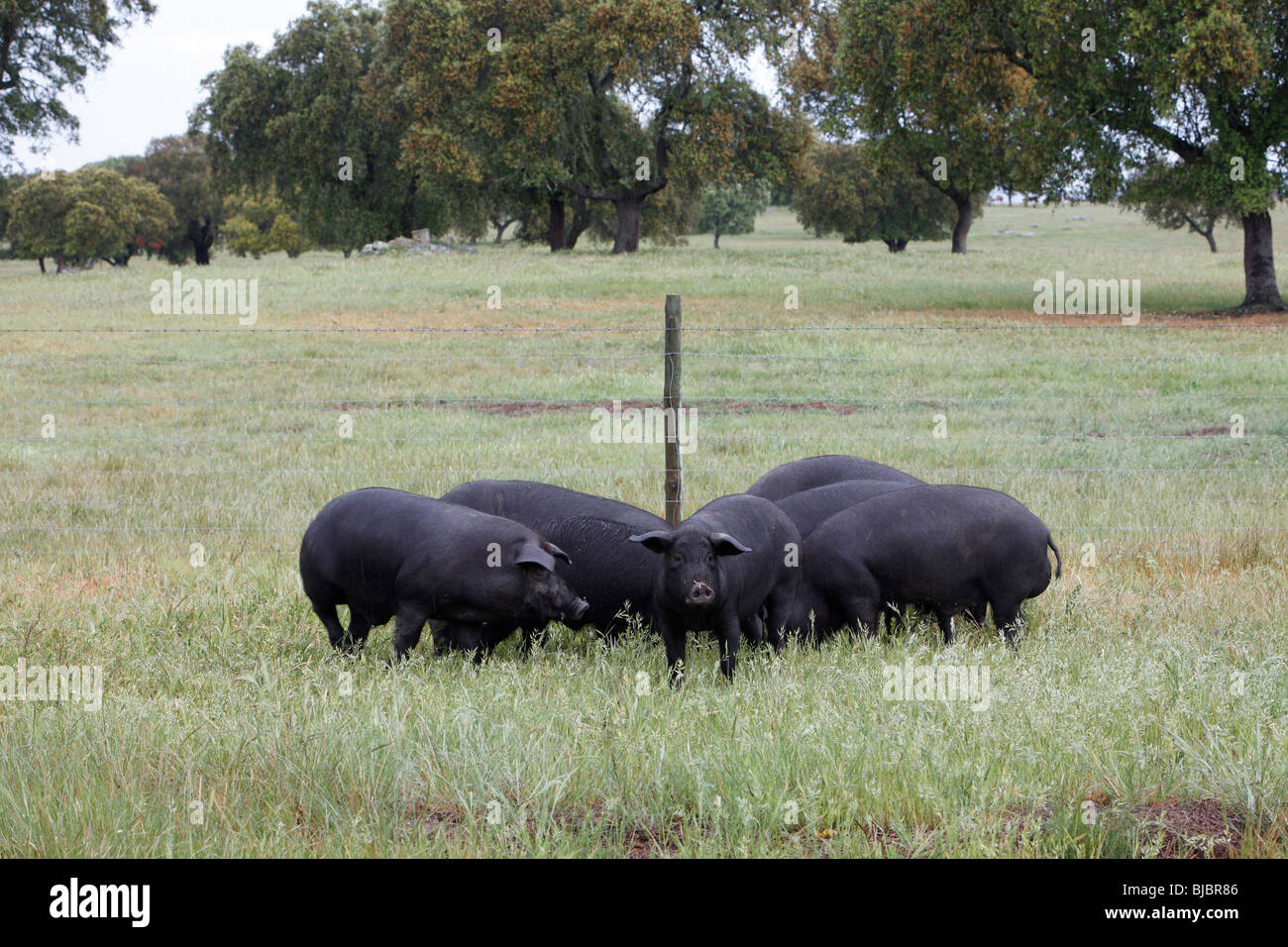 Les porcs ibériques (Sus scrofa domestica), le pré, Alentejo, Portugal Banque D'Images