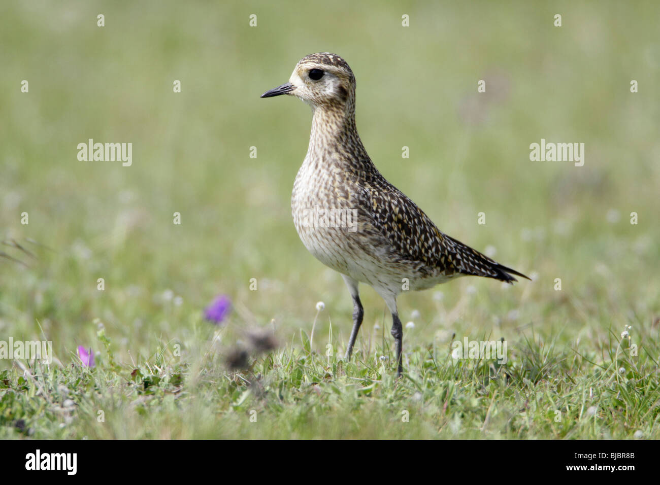 Pluvier doré (Pluvialis apricaria), reposant sur l'prairie durant la migration de printemps, Portugal Banque D'Images