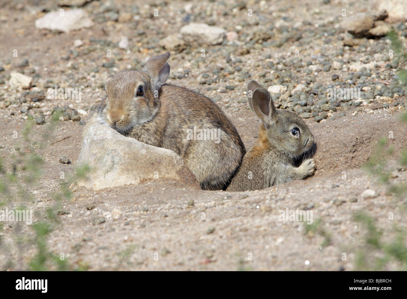Lapin sauvage (Oryctolagus cuniculus), Femme avec jeune animal à l'entrée des terriers, Alentejo, Portugal Banque D'Images