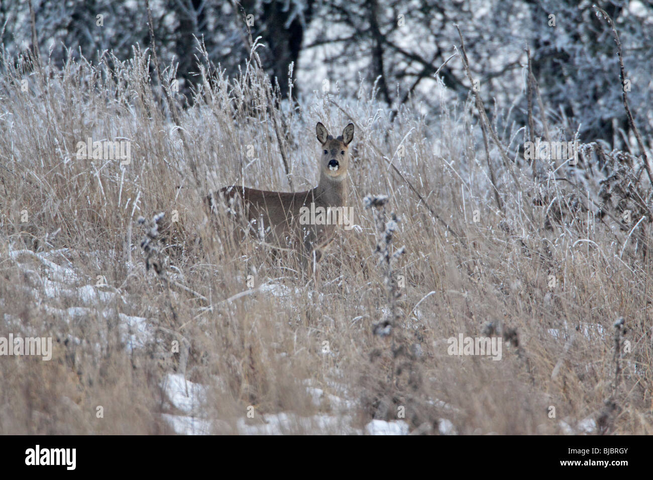Buck Chevreuil (Capreolus capreolus) - dans l'herbe couverte de givre wilderness Banque D'Images