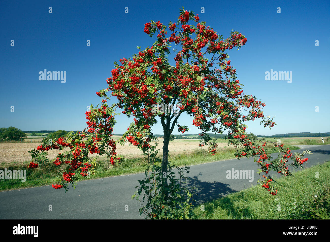 Mountain Ash / Rowan Tree (Sorbus aucuparia), avec les petits fruits mûrs, Allemagne Banque D'Images