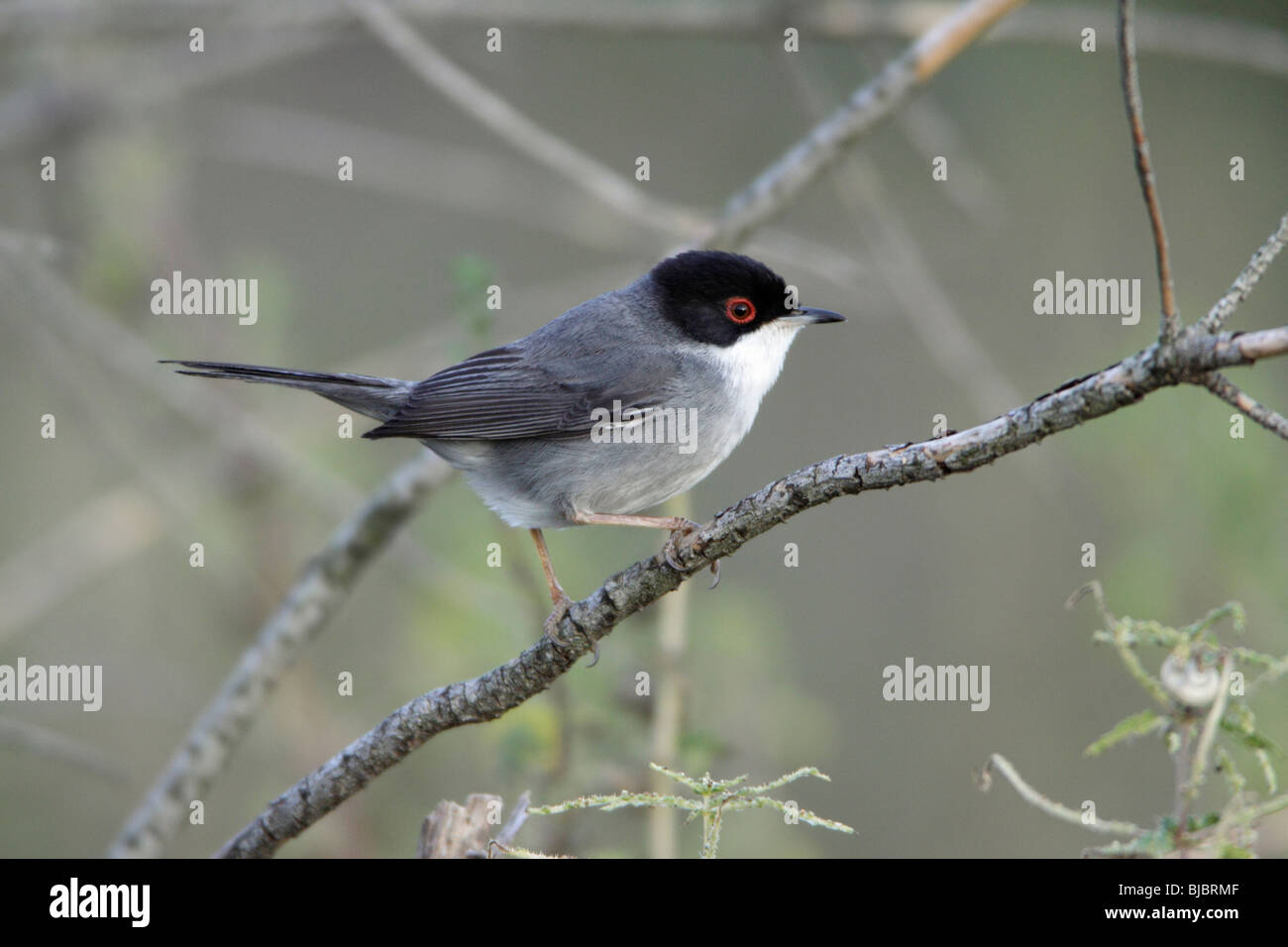 Fauvette sarde (Sylvia melanocephala ), homme perché sur des rameaux, Portugal Banque D'Images