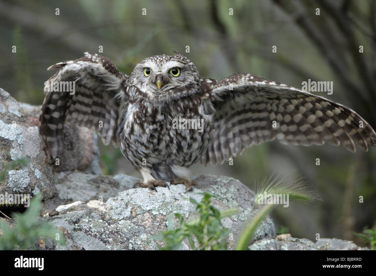 Chouette chevêche (Athena noctua), écartant les ailes en pluie, Alentejo, Portugal Banque D'Images