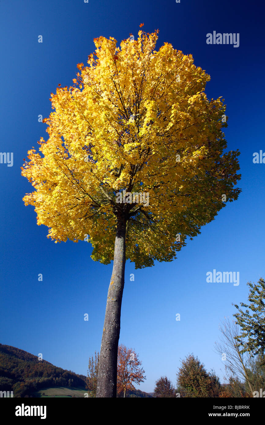 Érable de Norvège (Acer platanoides), montrant la couleur en automne, Allemagne Banque D'Images