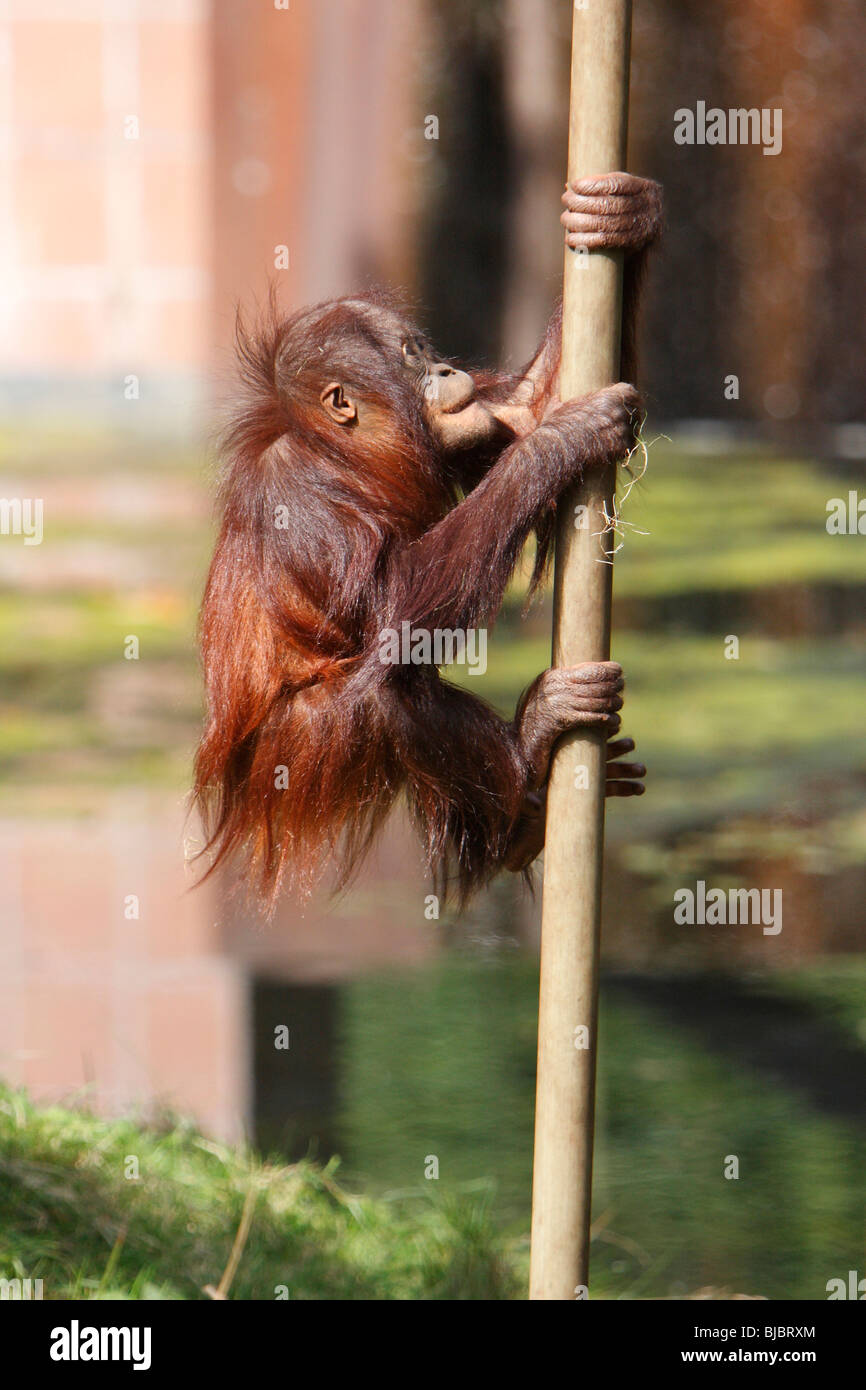Les orangs-outans (Pongo pygmaeus), bayby, pôle escalade Banque D'Images