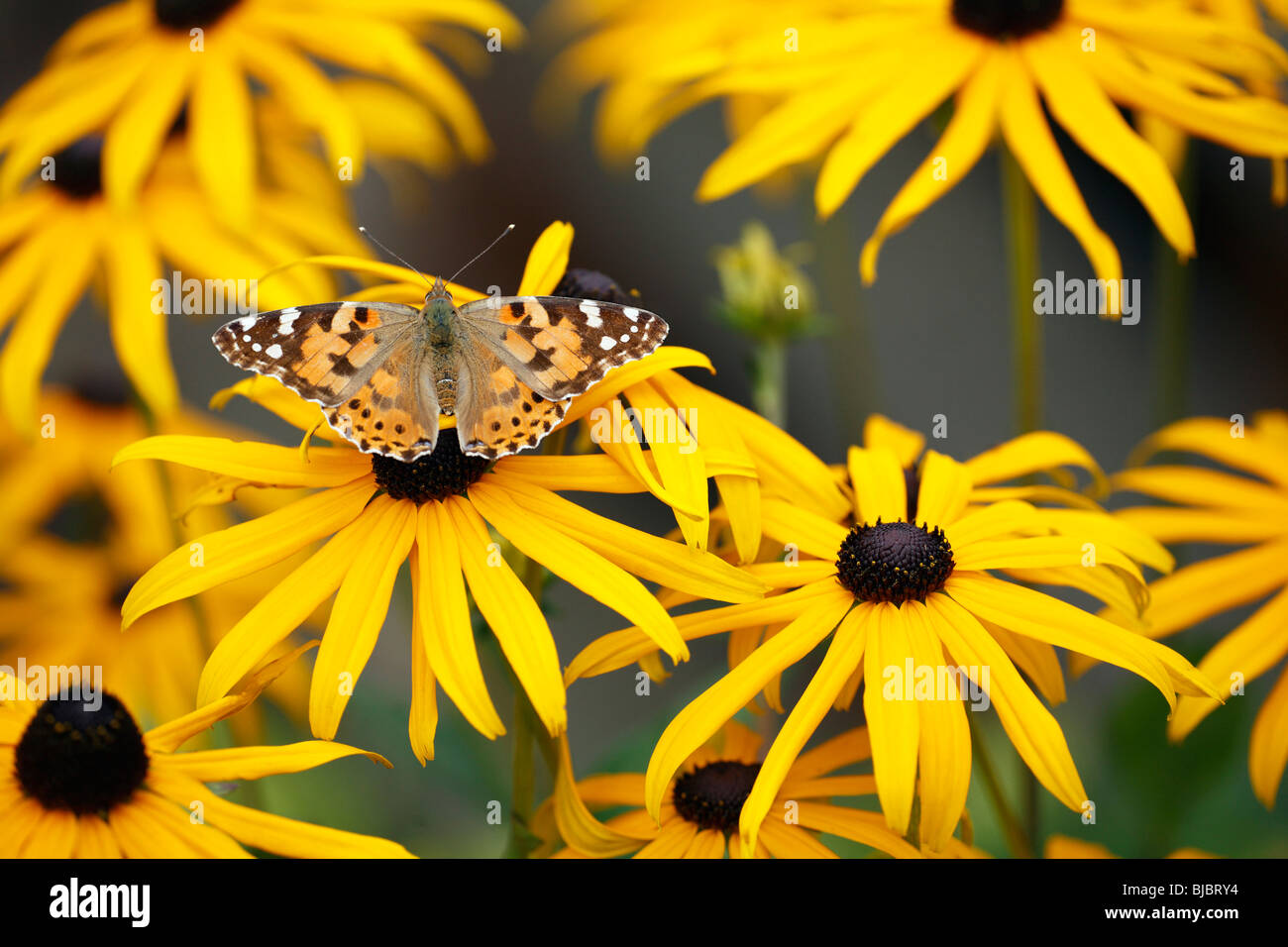 La belle dame (Vanessa cardui), papillon se nourrit de Black Eyed Susan(Rudbeckia hirta), dans jardin, Allemagne Banque D'Images