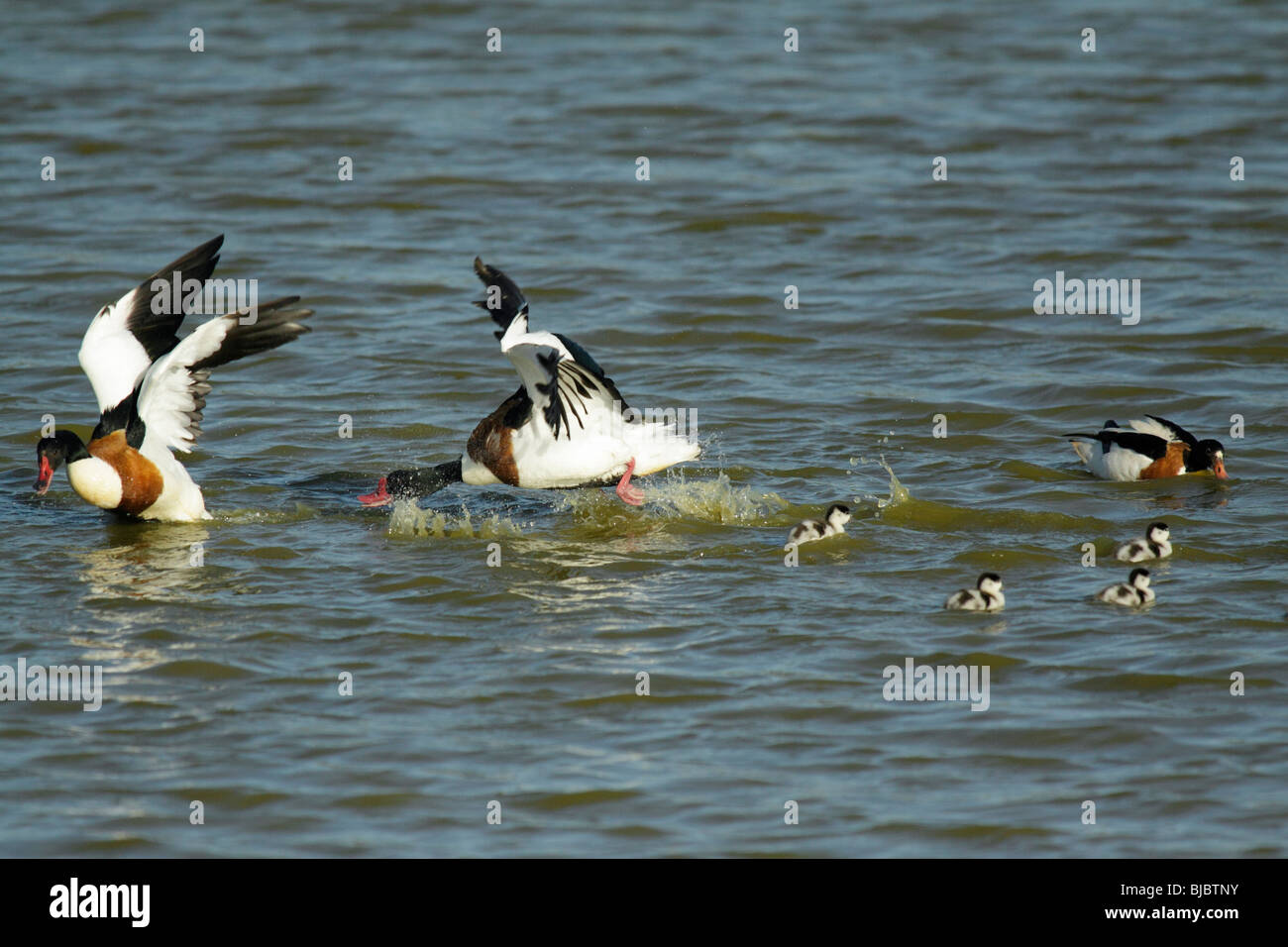 Tadorne de belon (Tadorna tadorna), rival tadorne tadorne attaquer la famille, en mer, Texel, Hollande Banque D'Images