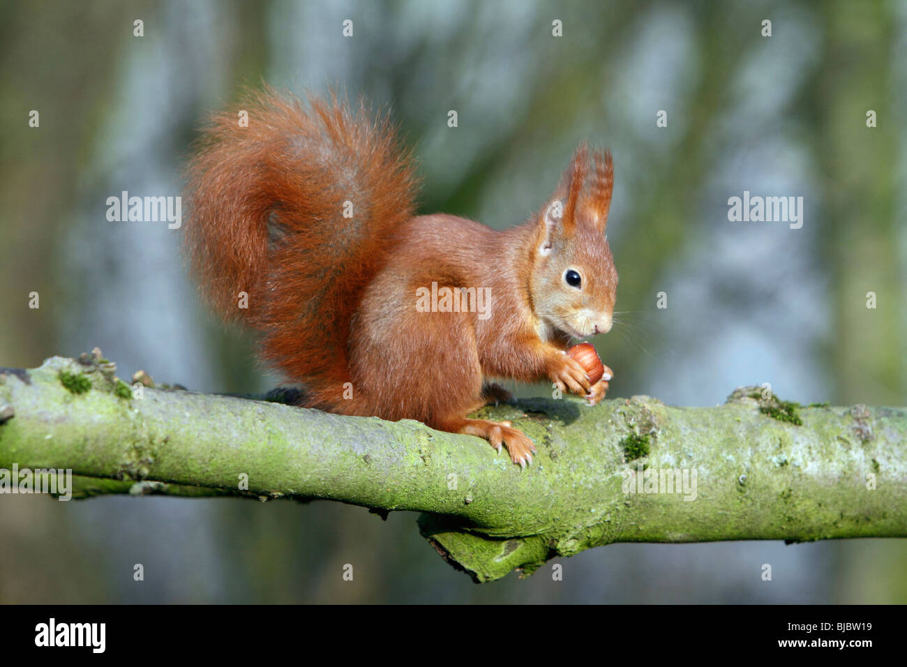 L'Écureuil roux (Sciurus vulgaris) assis sur la branche, noisette, manger Banque D'Images