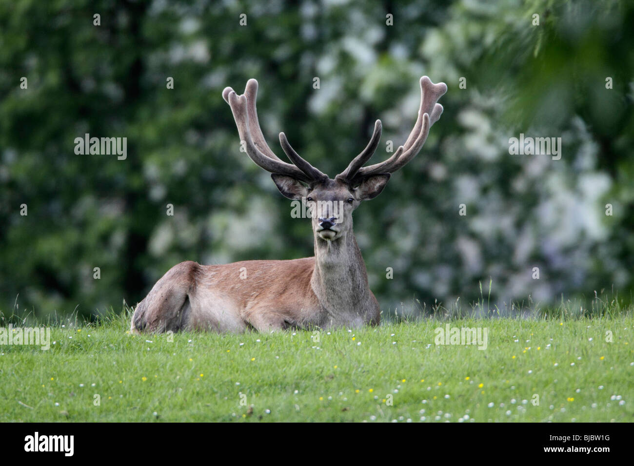 Red Deer (Cervus elaphus), stag et velours sur bois en été, Allemagne Banque D'Images