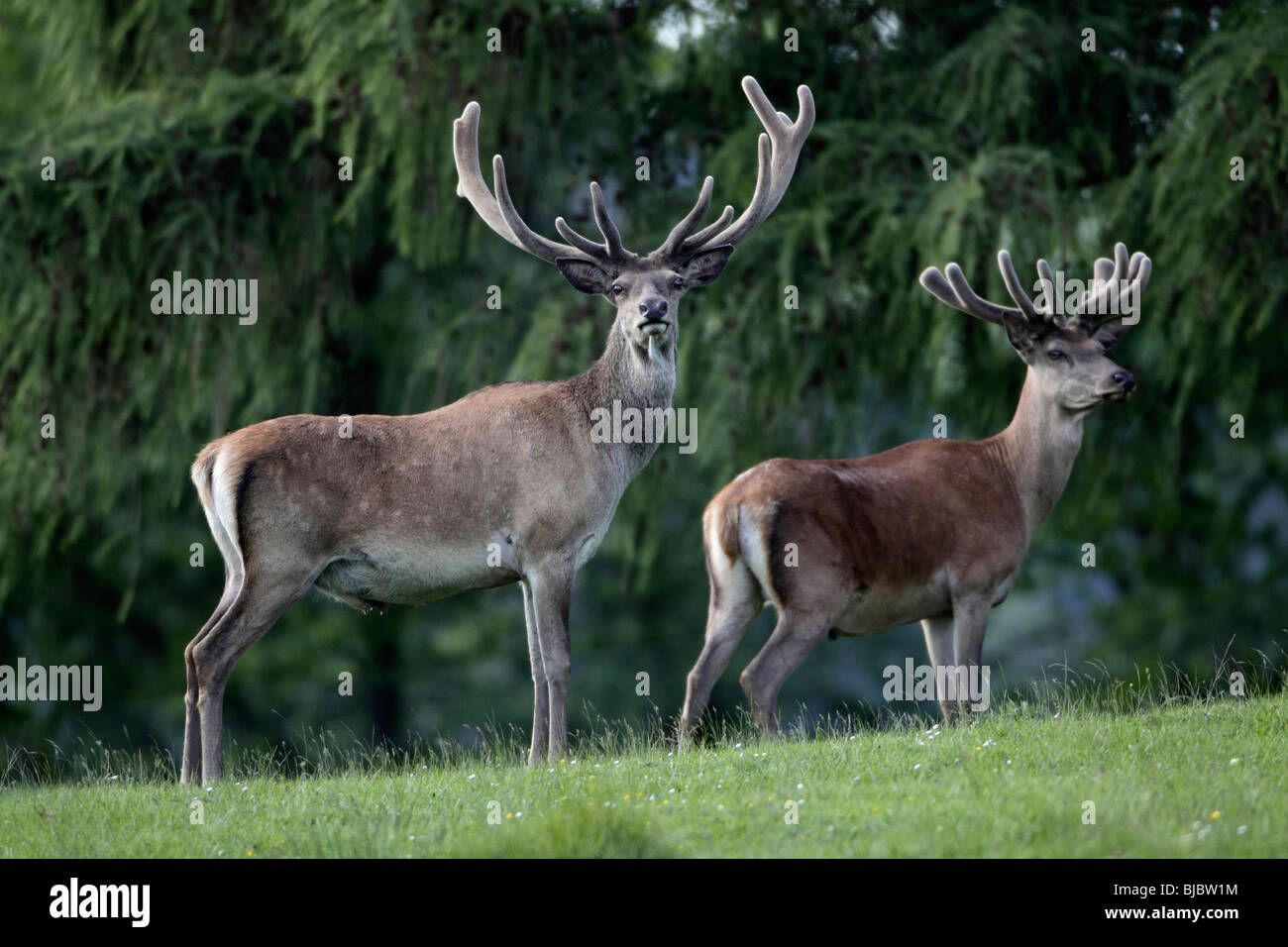 Red Deer (Cervus elaphus), deux cerfs avec bois de velours en été, Allemagne Banque D'Images