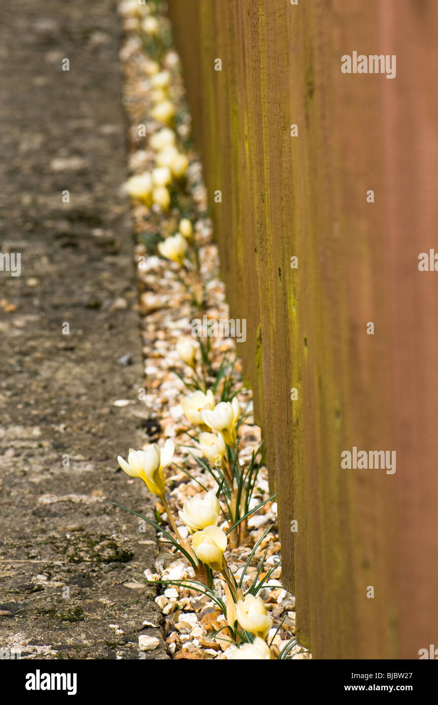 Crocus chrysanthus 'Cream Beauty' en fleur dans une étroite frontière gravier silex Banque D'Images