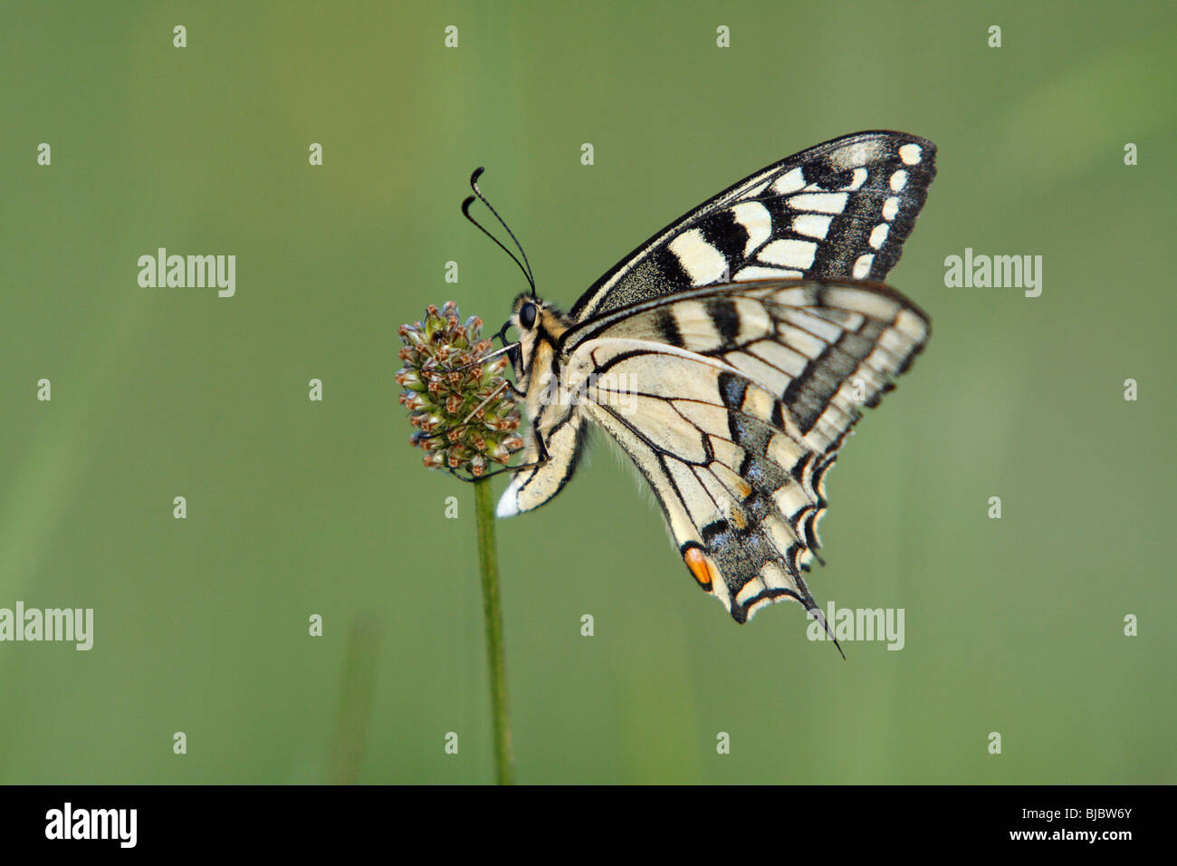 Papillon machaon (Papilio machaon) reposant sur l'usine, Allemagne Banque D'Images