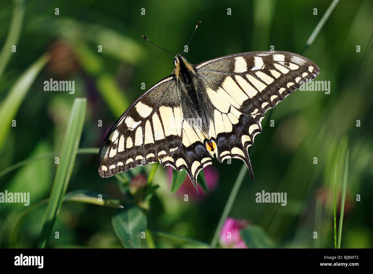 Papillon machaon (Papilio machaon) reposant sur l'usine, Allemagne Banque D'Images