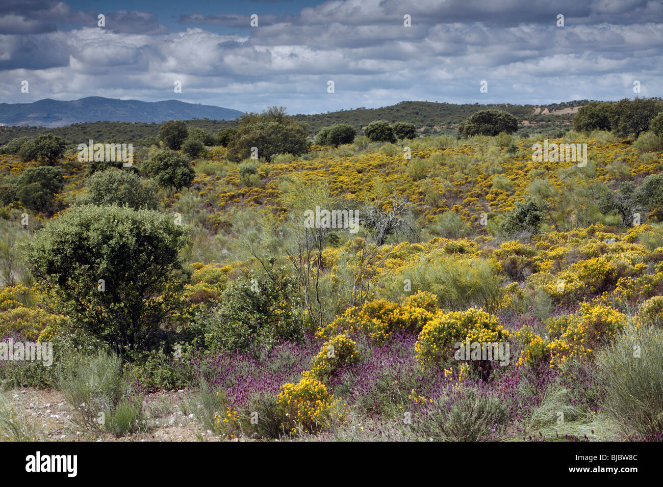 L'ajonc et gommage lavande sauvage - parc national de Tejo, Alentejo, Portugal Banque D'Images