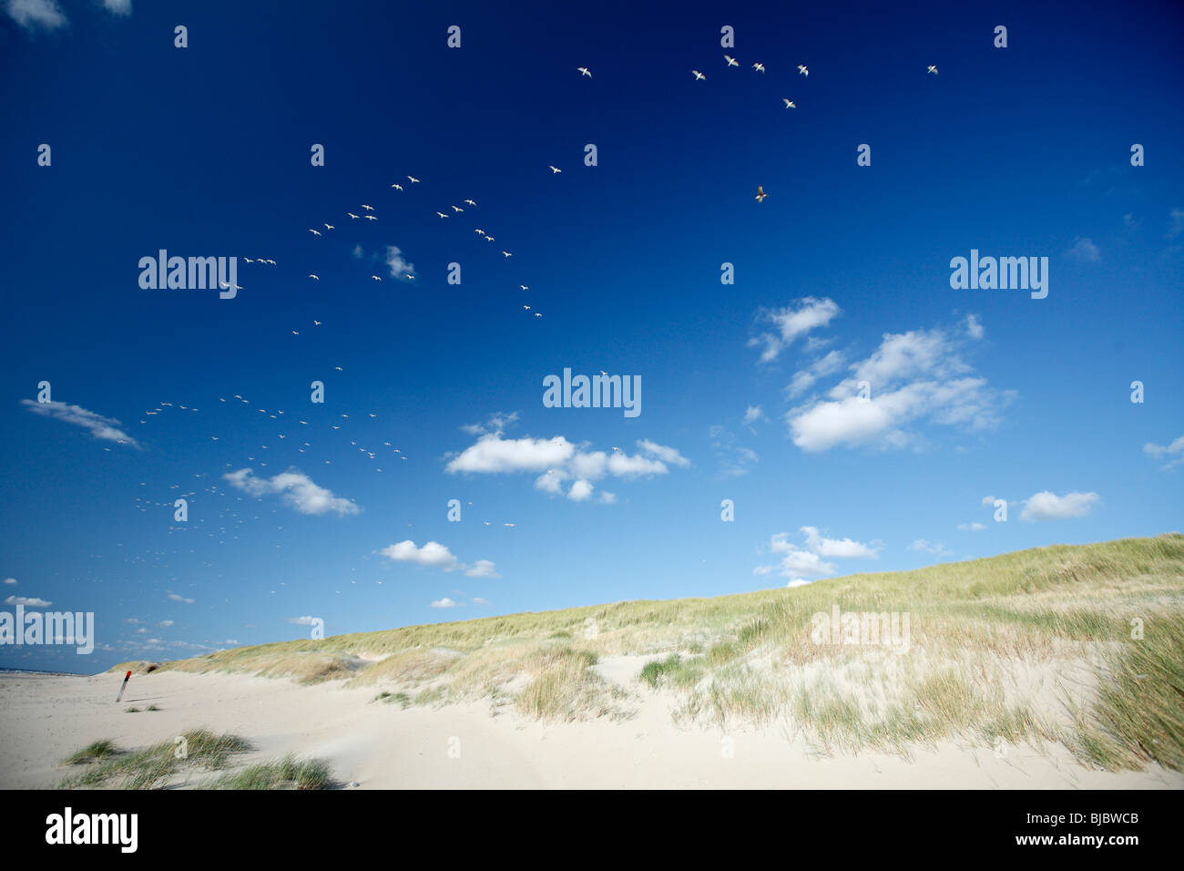 Vol de mouettes au-dessus de dunes de sable, l'île de Texel, Hollande Banque D'Images
