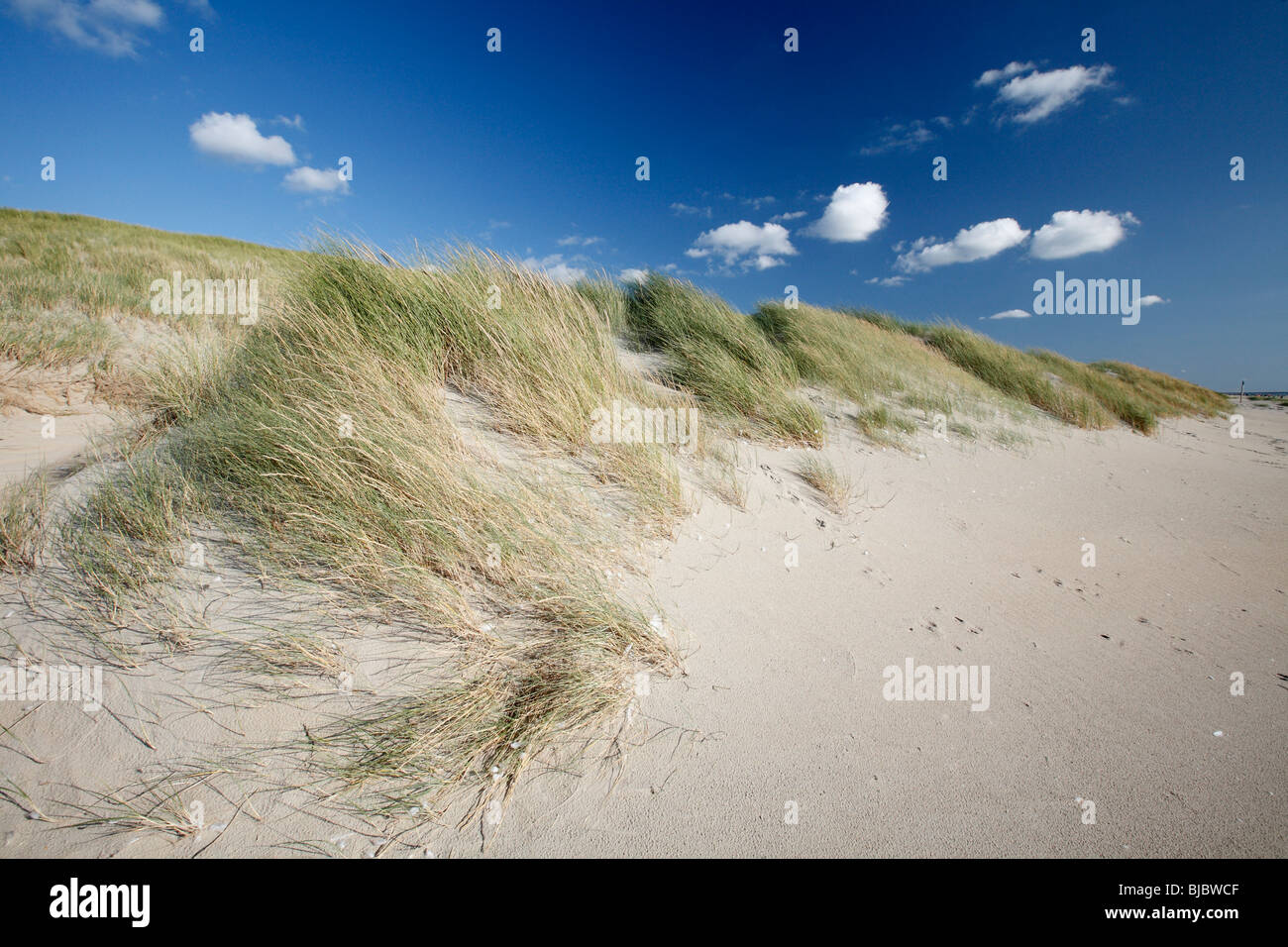 Dunes de sable, l'île de Texel, Hollande Banque D'Images