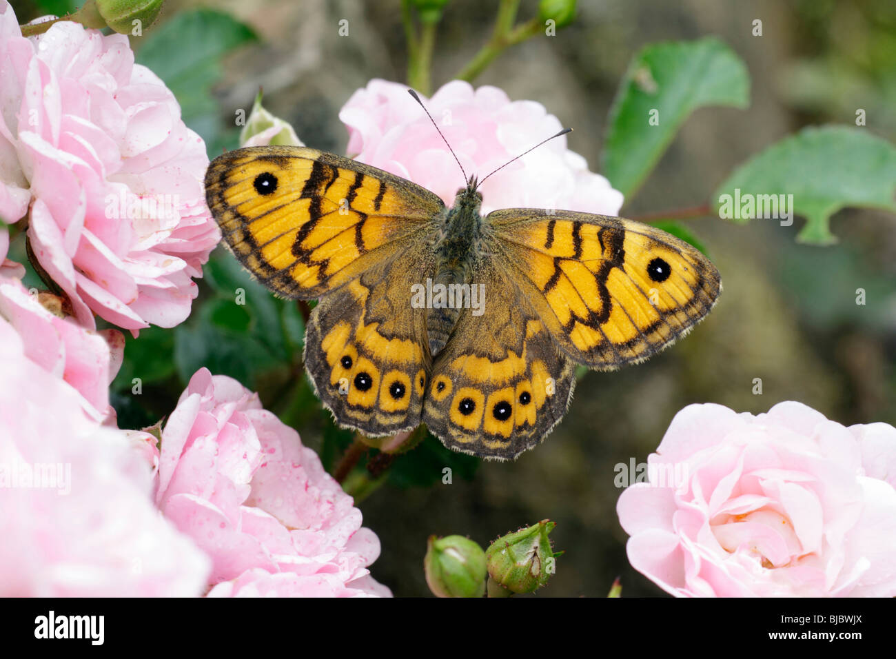 Wall Brown Butterfly (Lasiommata megera) - reposant sur le jardin en fleur rose Banque D'Images