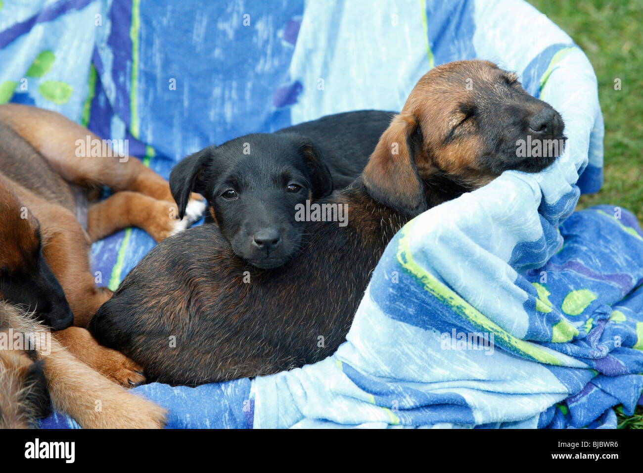 Westfalia / Westfalen Terrier, deux chiots dans le panier, Allemagne Banque D'Images