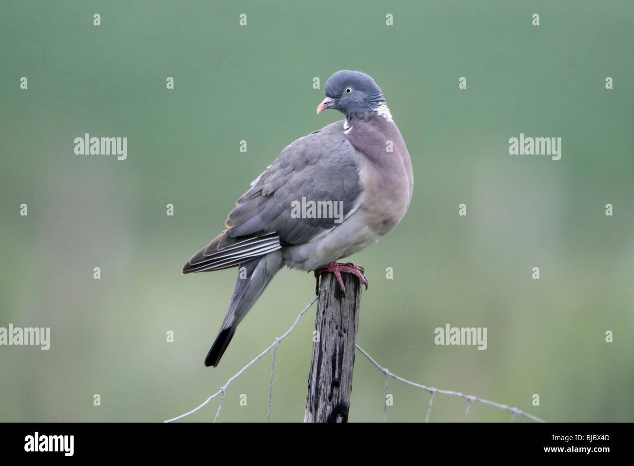 Pigeon ramier (Columba palumbus), perché sur piquet, Allemagne Banque D'Images