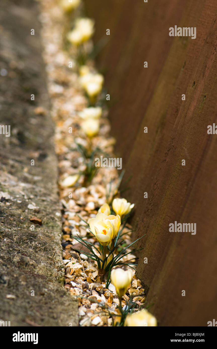 Crocus chrysanthus 'Cream Beauty' en fleur dans une étroite frontière gravier silex Banque D'Images