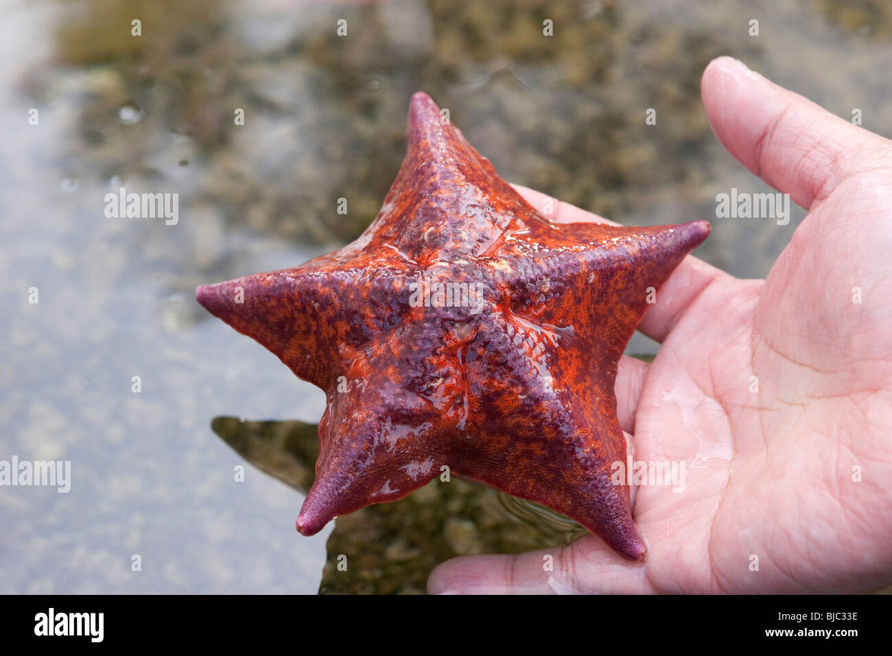 Starfish bat star Patiria miniata Banque D'Images